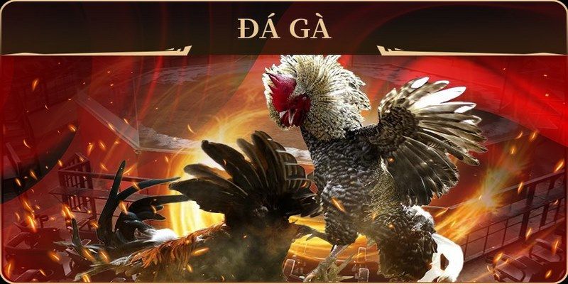 8x bet đá gà trực tiếp campuchia